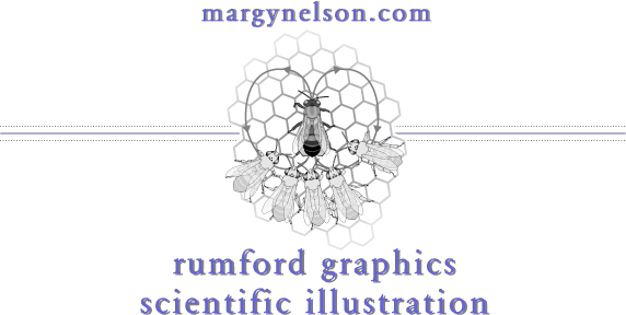 rumford graphics front page